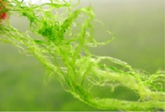 Close-up of vibrant green aquatic algae strands in water with a blurred green background.