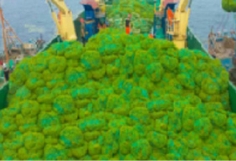 Cargo ship deck loaded with numerous green cabbages near the water.