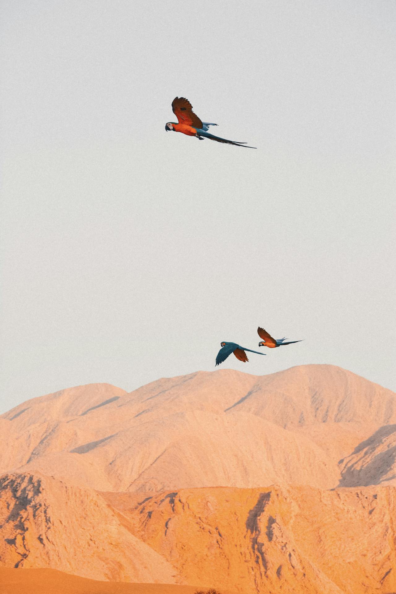 Three colorful macaw parrots flying over orange desert mountains under a pale sky.