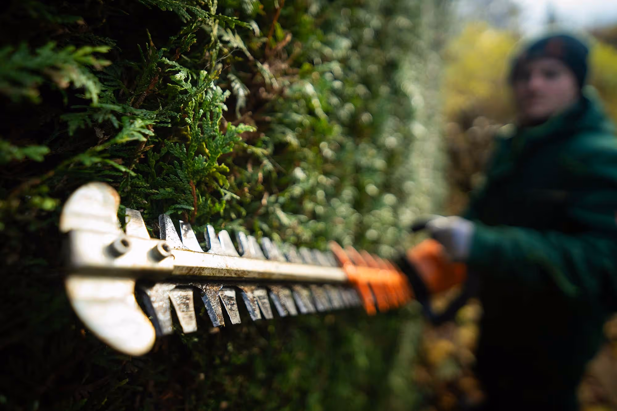 Gros plan sur un taille-haie en train de couper une haie.