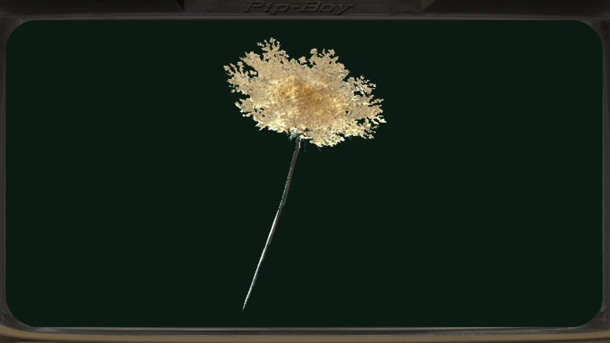 Una flor de zanahoria de Fallout 4, de tallo largo y flores blancas