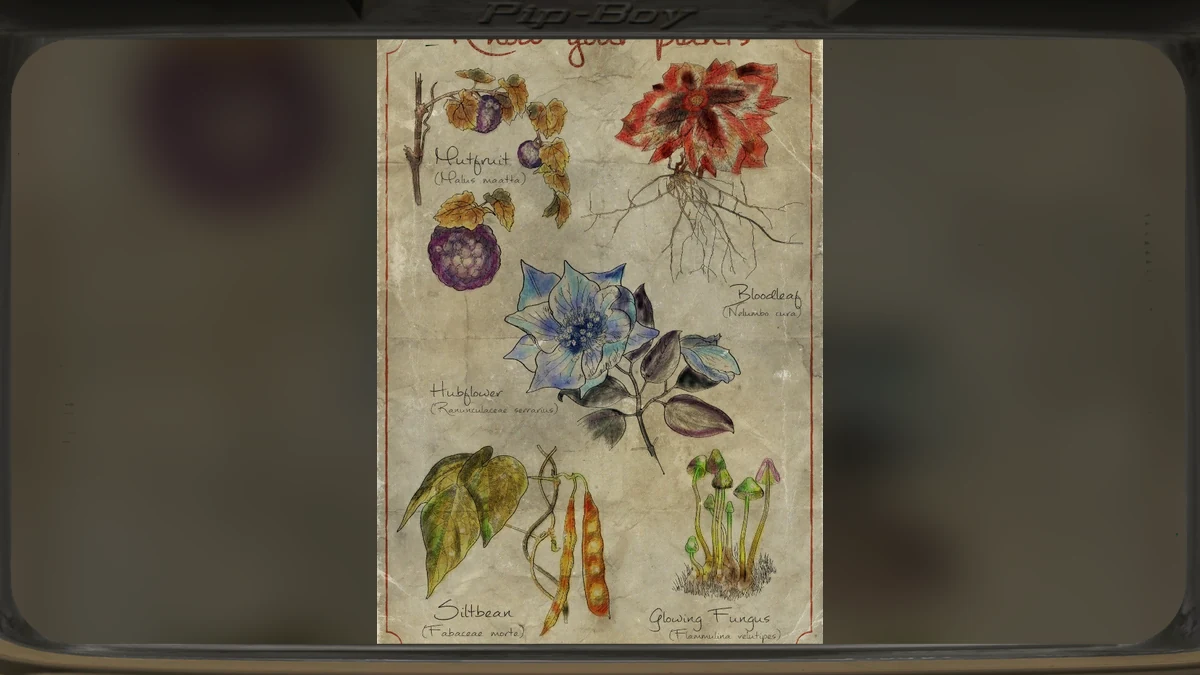 Una lámina botánica de Fallout 76 con varias plantas de Appalachia dibujadas y rotuladas