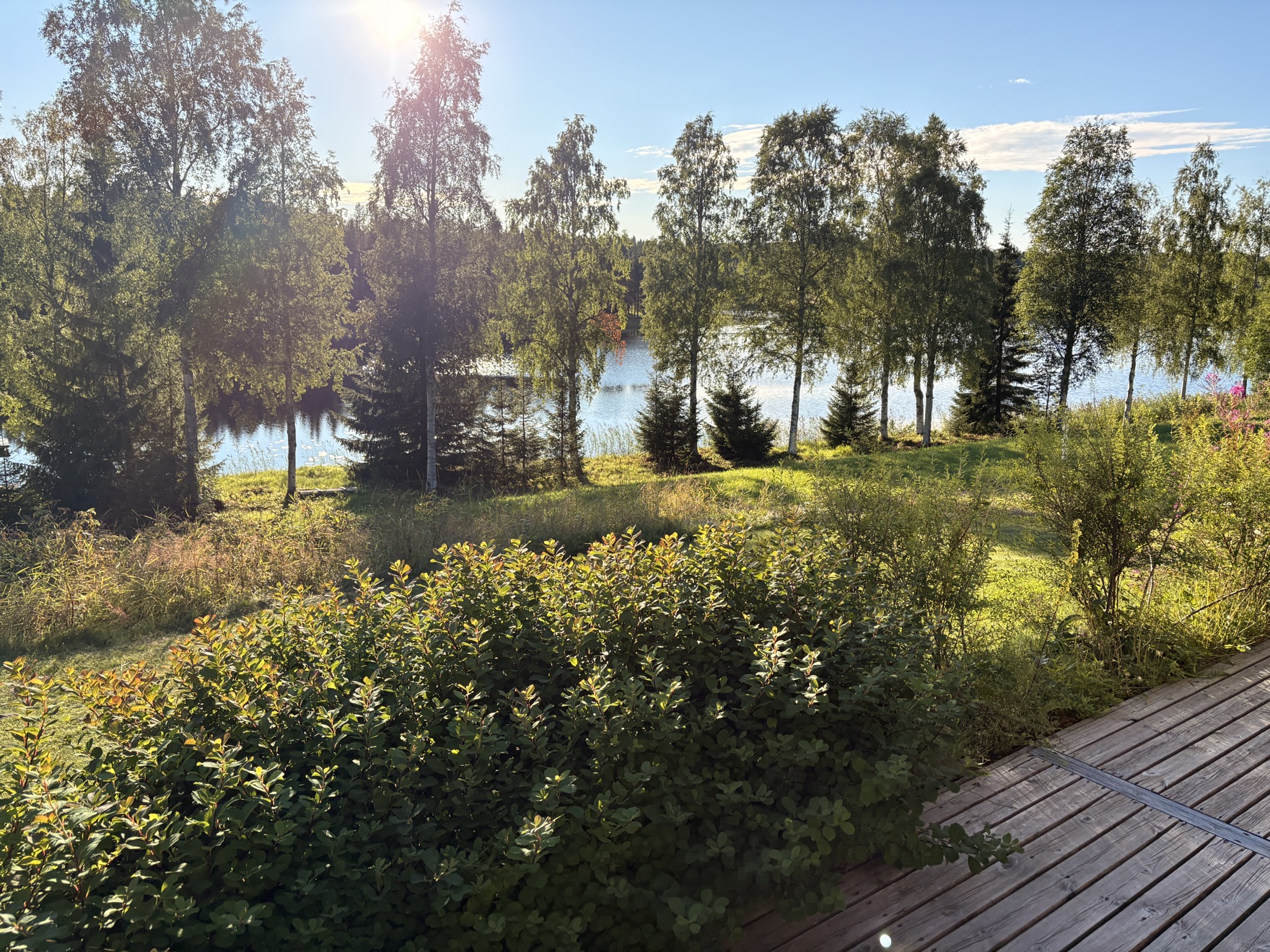Norrländsk natur med sjö och björkar i sommarljus