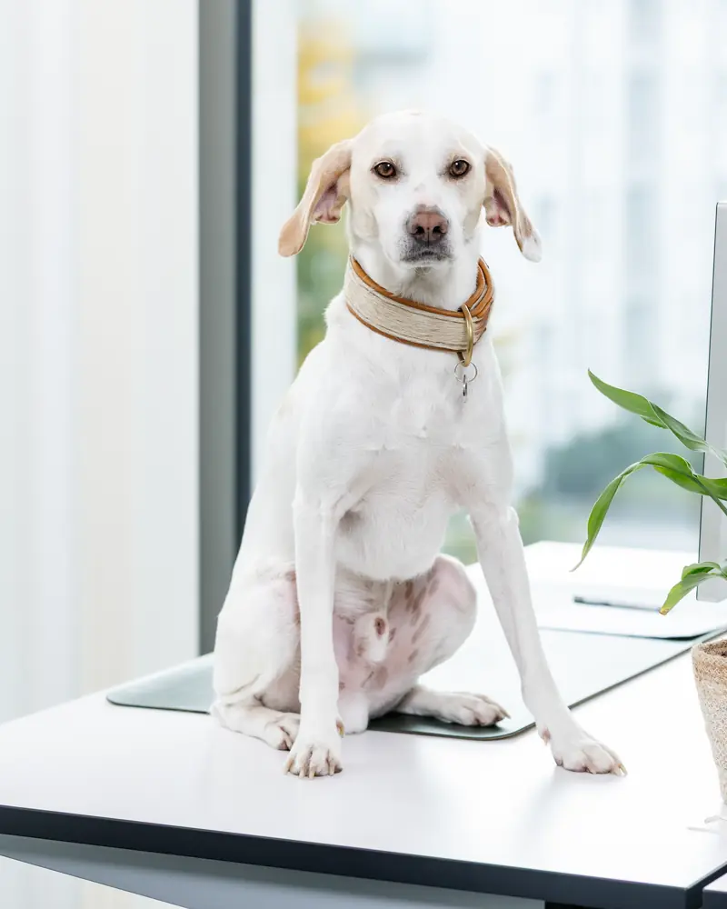Weißer Hund mit Halsband sitzt auf einem Tisch in einem hellen Raum neben einem grünen Pflanzenblatt.