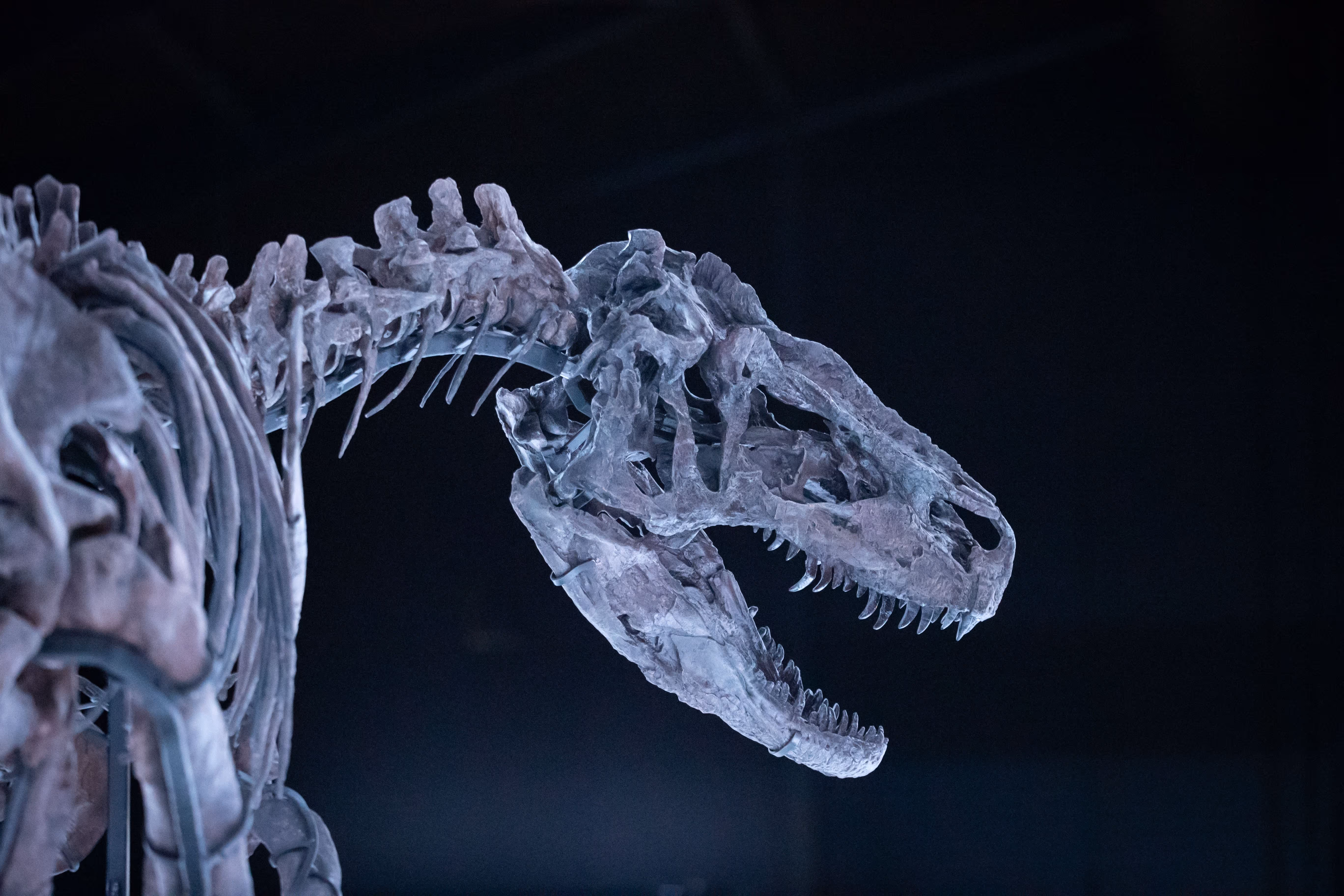 Museum of Evolution opened its doors on April 13, 2022.