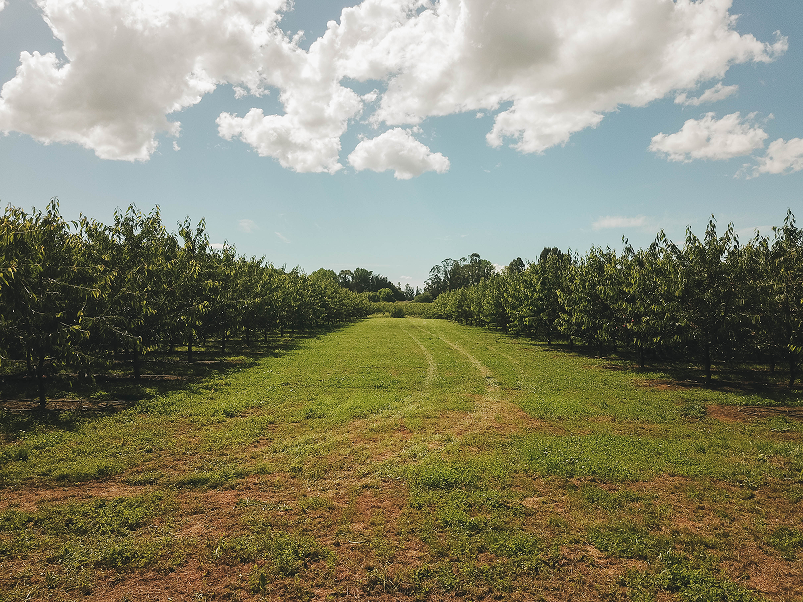 A grassy path between evenly spaced rows of green trees under a partly cloudy sky.