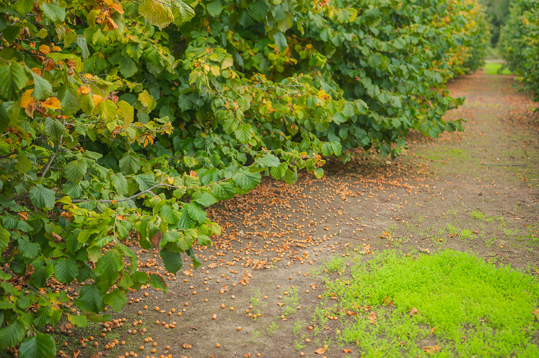 Rows of hazelnut trees with scattered hazelnuts on the ground and some green grass patches.