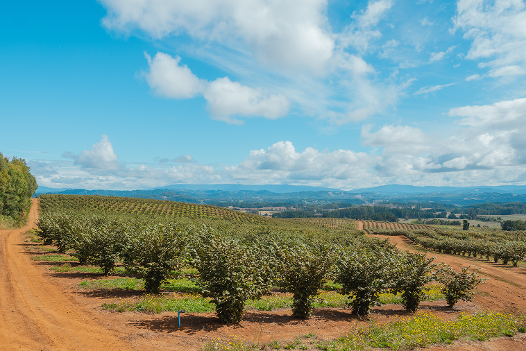 Scenic hazelnut orchard rows with dirt paths under a partly cloudy blue sky and distant hills.