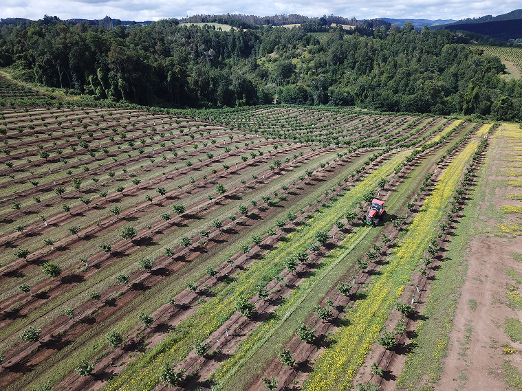 Aerial view of a farm with young trees planted in neat rows and a red tractor driving along a dirt path, surrounded by green forested hills.