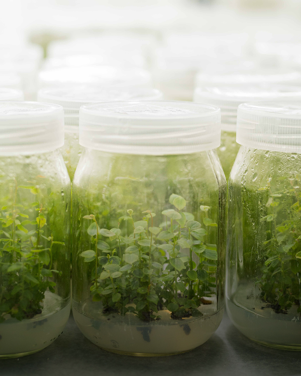 Close-up view of small green plants growing in sealed transparent laboratory jars for tissue culture.