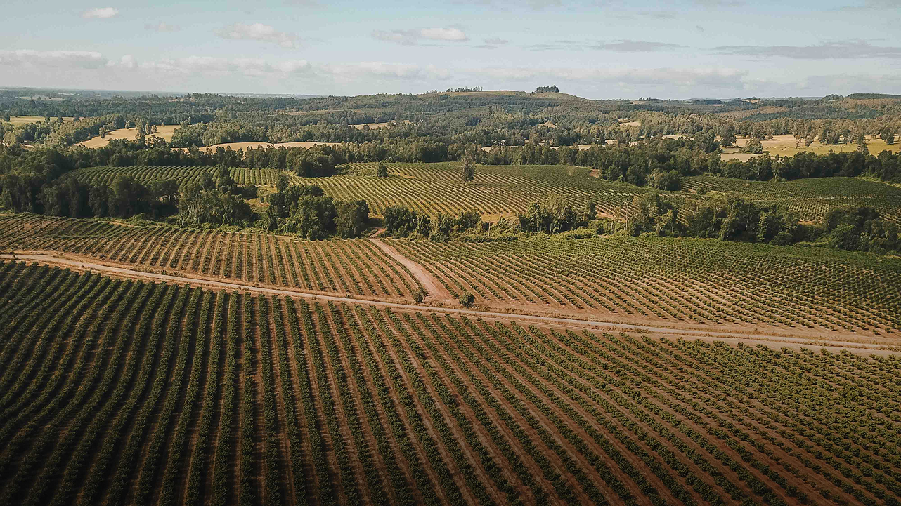 Aerial view of a large vineyard with rows of grapevines and surrounding trees under a partly cloudy sky.