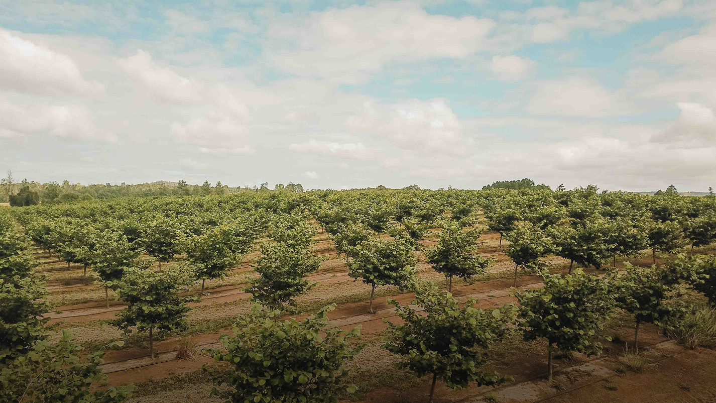 Rows of small leafy trees planted in a large open field under a partly cloudy sky.