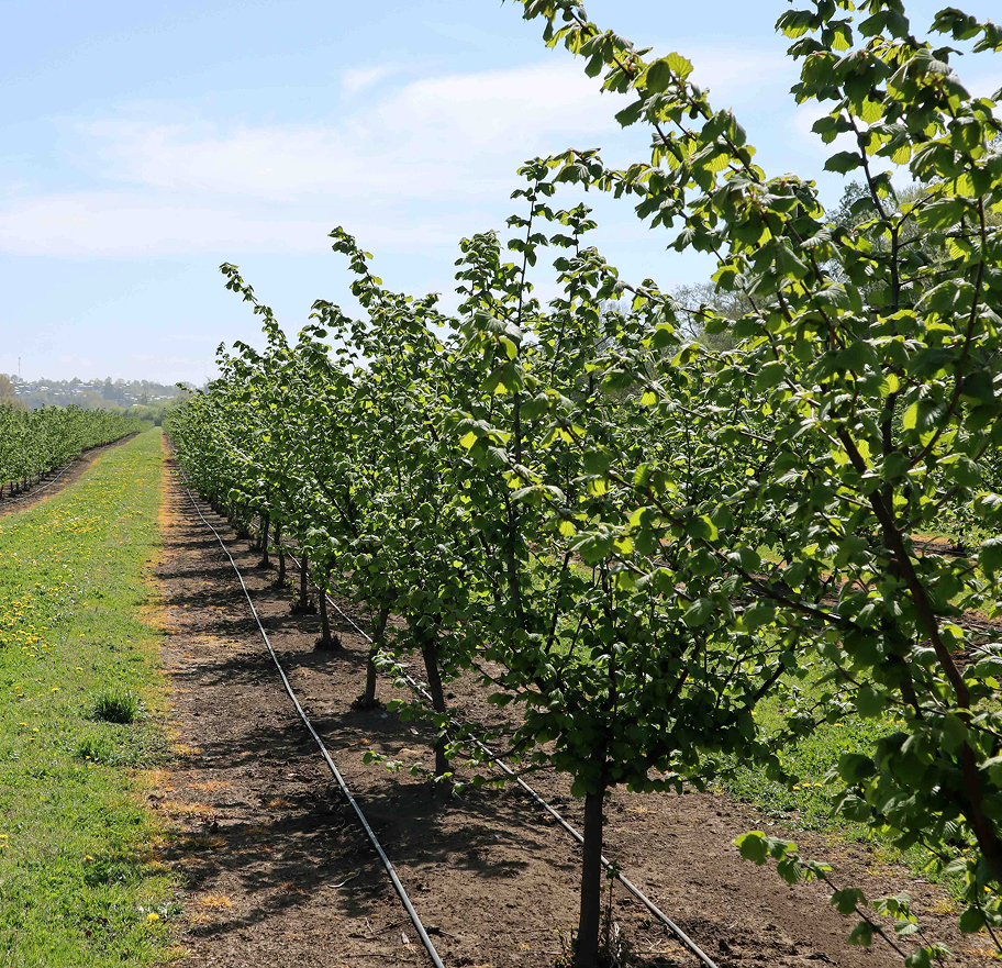 Rows of young green leafy trees in an orchard with drip irrigation lines on a sunny day.