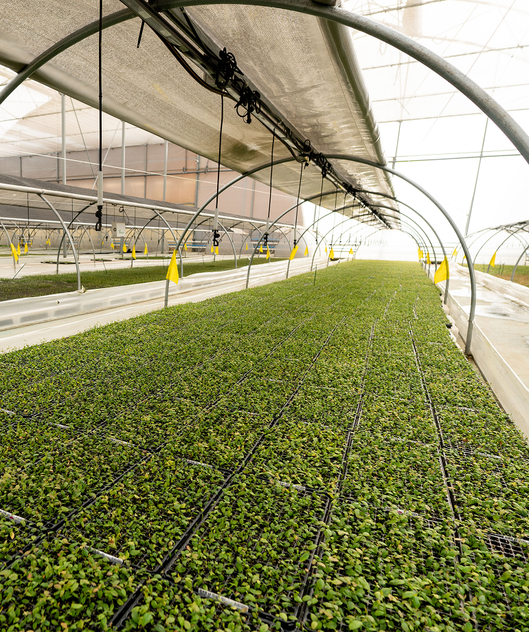 Rows of green seedlings growing inside a large greenhouse with metal arches and hanging irrigation equipment.