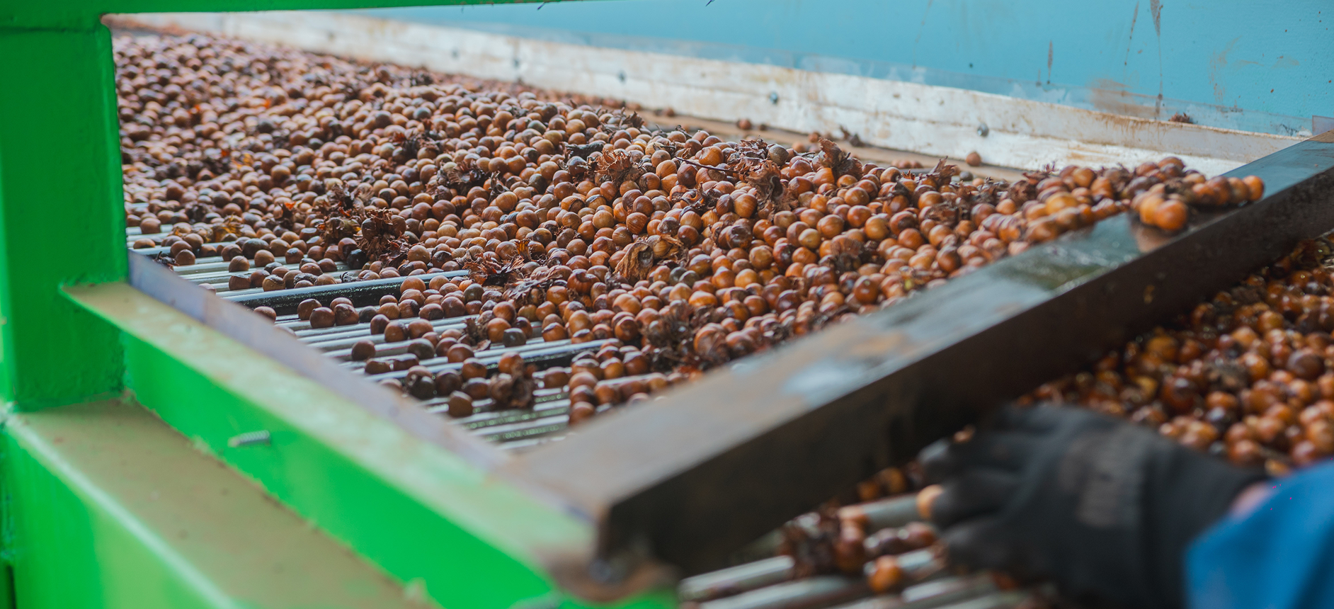 Conveyor belt with a large quantity of hazelnuts being processed, with a gloved hand sorting them.