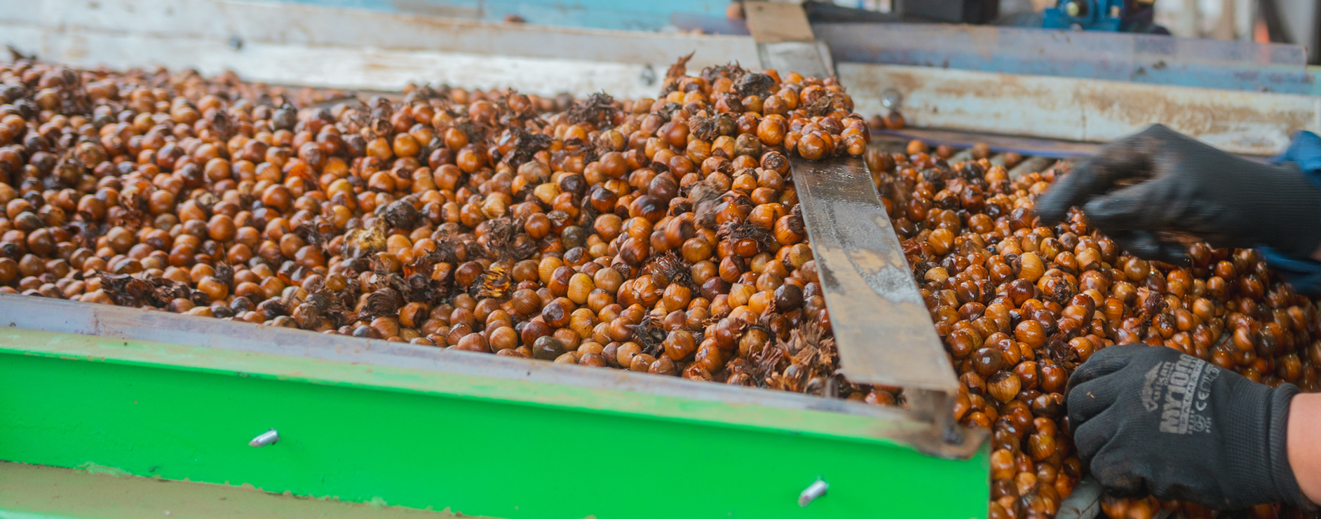 Close-up of hazelnuts being sorted or processed on a green conveyor belt by a person wearing black gloves.