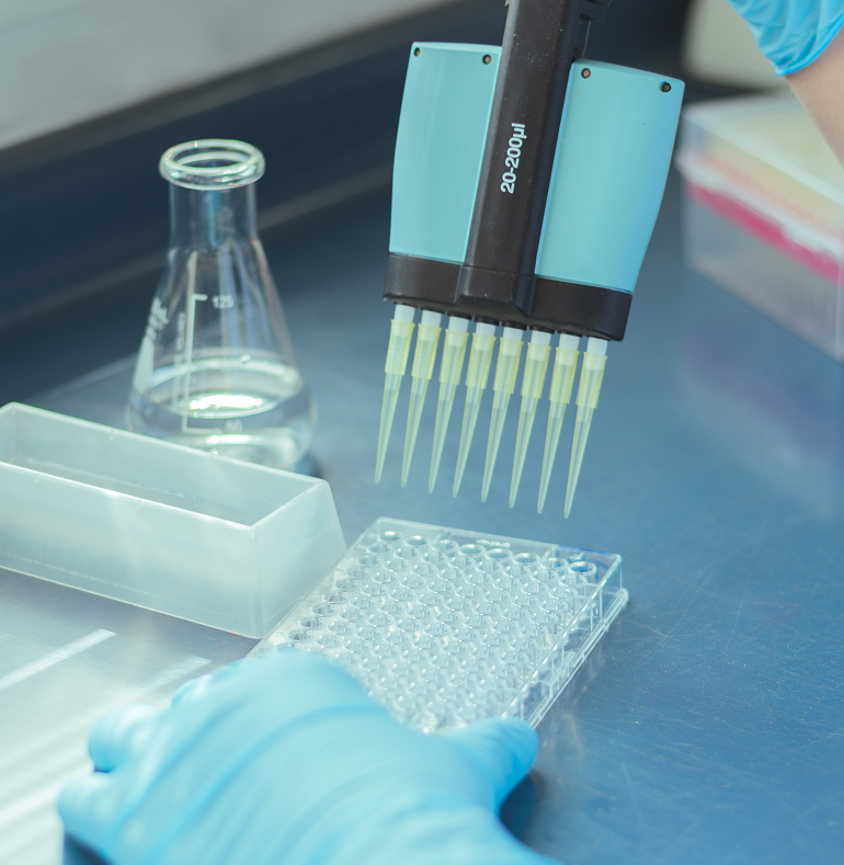 Gloved hand using an 8-channel pipette to dispense liquid into a 96-well plate on a lab bench with a glass beaker nearby.