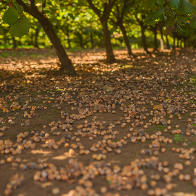 Ground covered with scattered hazelnuts beneath a row of hazelnut trees in sunlight.