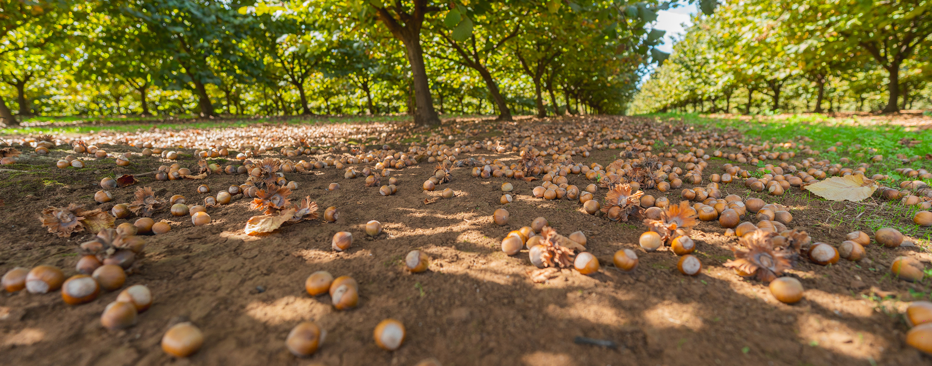 Ground covered with scattered hazelnuts under rows of hazel trees in an orchard on a sunny day.
