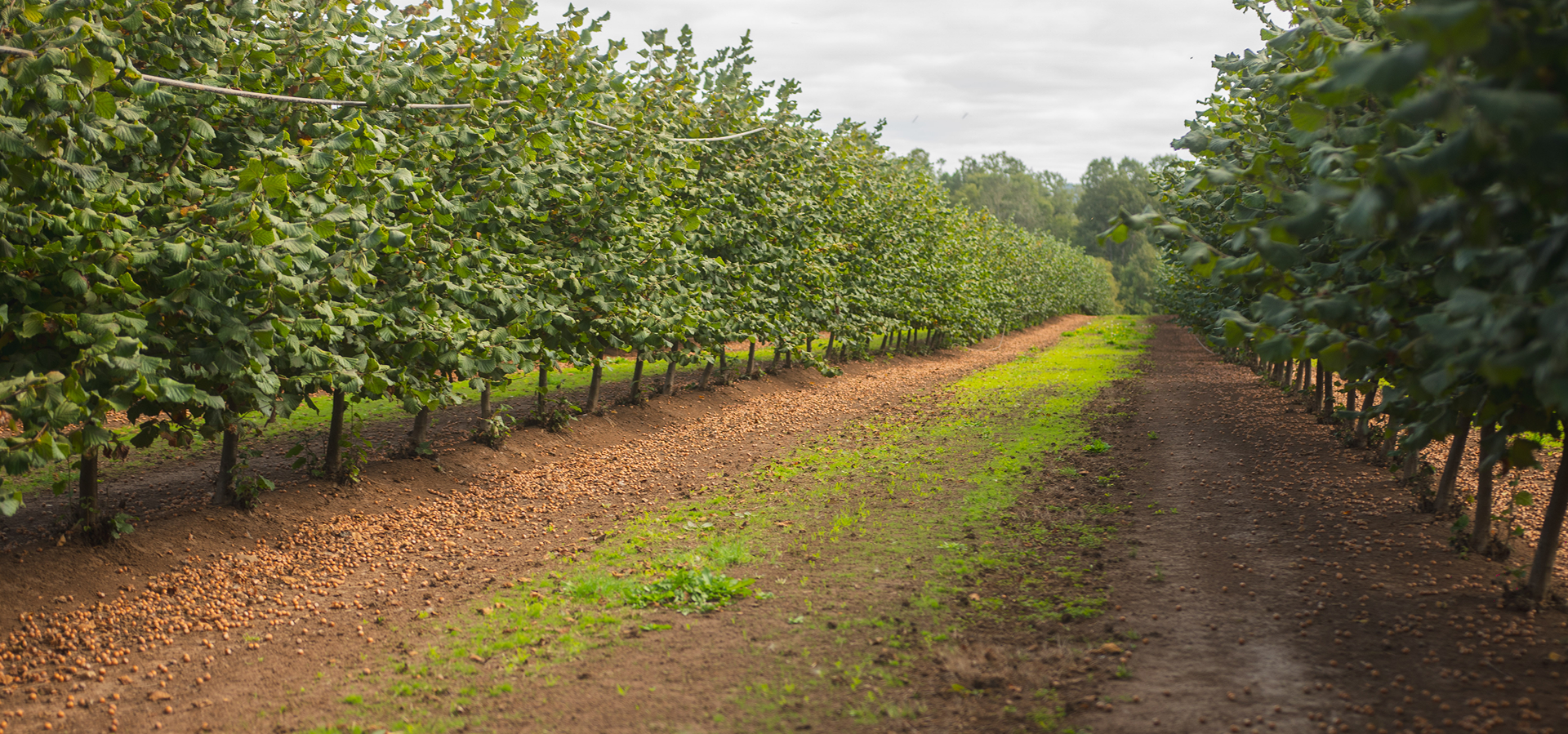 Rows of hazelnut trees with fallen nuts scattered on the ground between them in an orchard.