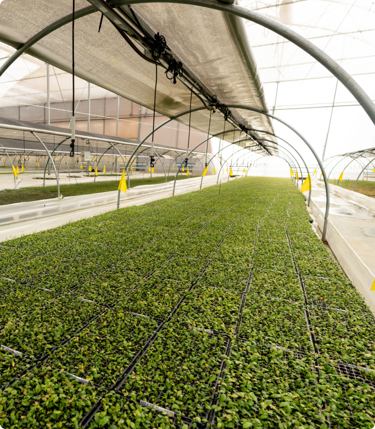 Rows of young green plants growing in trays inside a large, well-lit greenhouse with curved metal supports and shading nets.
