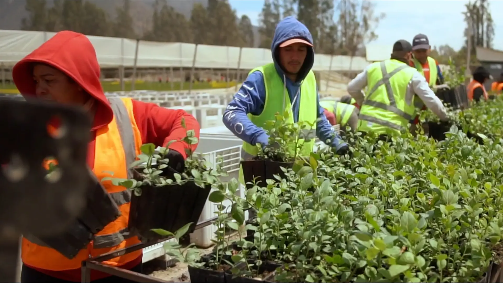 Transparent jars with white lids containing young green plant seedlings growing in a gel-like medium.
