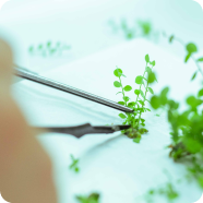 Clusters of ripe and unripe blueberries on green leafy branches against a cloudy sky.
