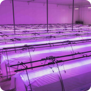 Clusters of ripe and unripe blueberries growing on green leafy bushes.