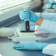 Clusters of ripe and unripe blueberries on green leafy branches in a garden.