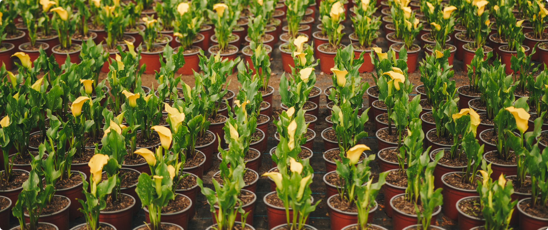 Rows of green seedlings growing in trays inside a large greenhouse with metal arched supports and hanging irrigation hoses.