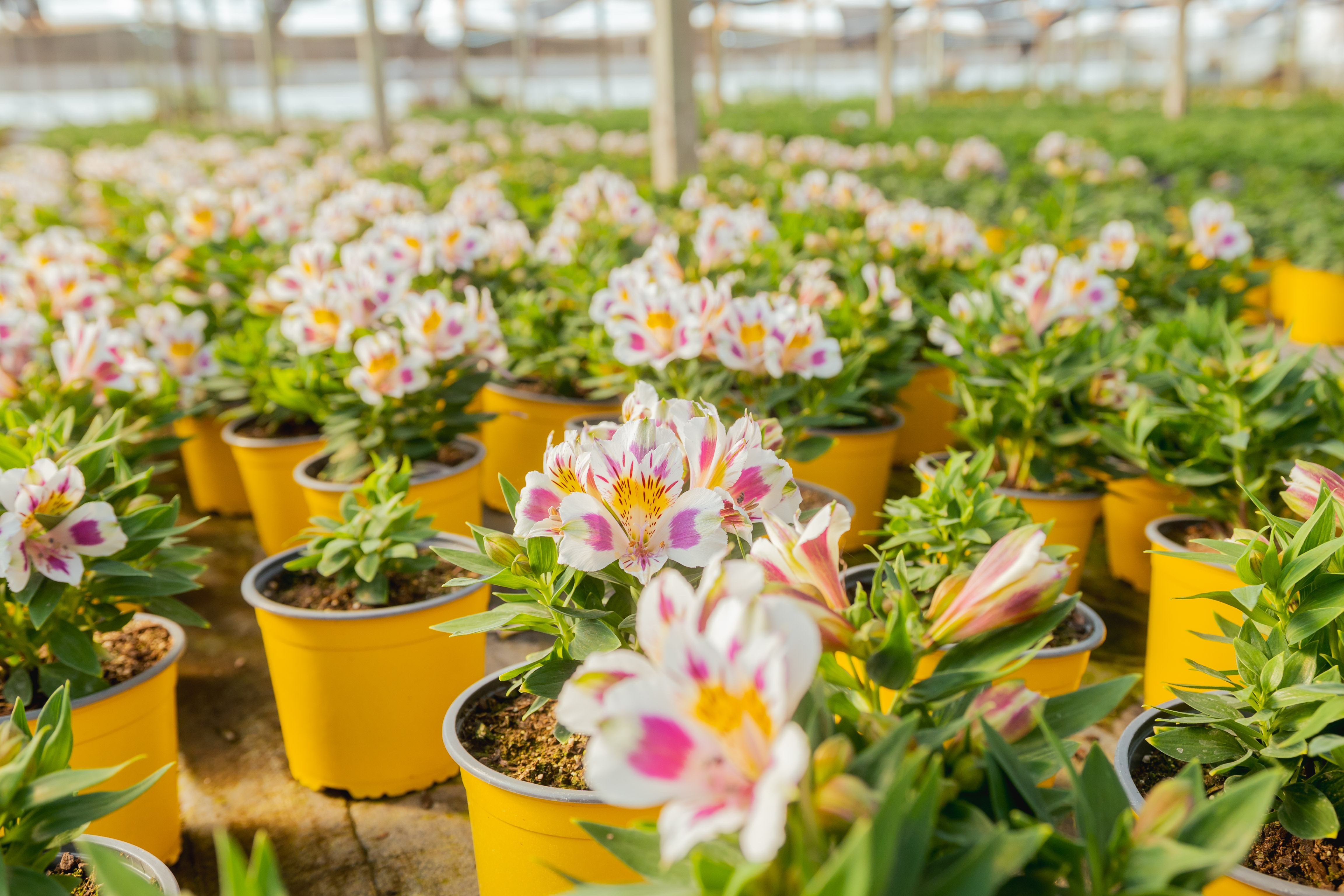 Rows of yellow pots with white and pink alstroemeria flowers growing inside a greenhouse.