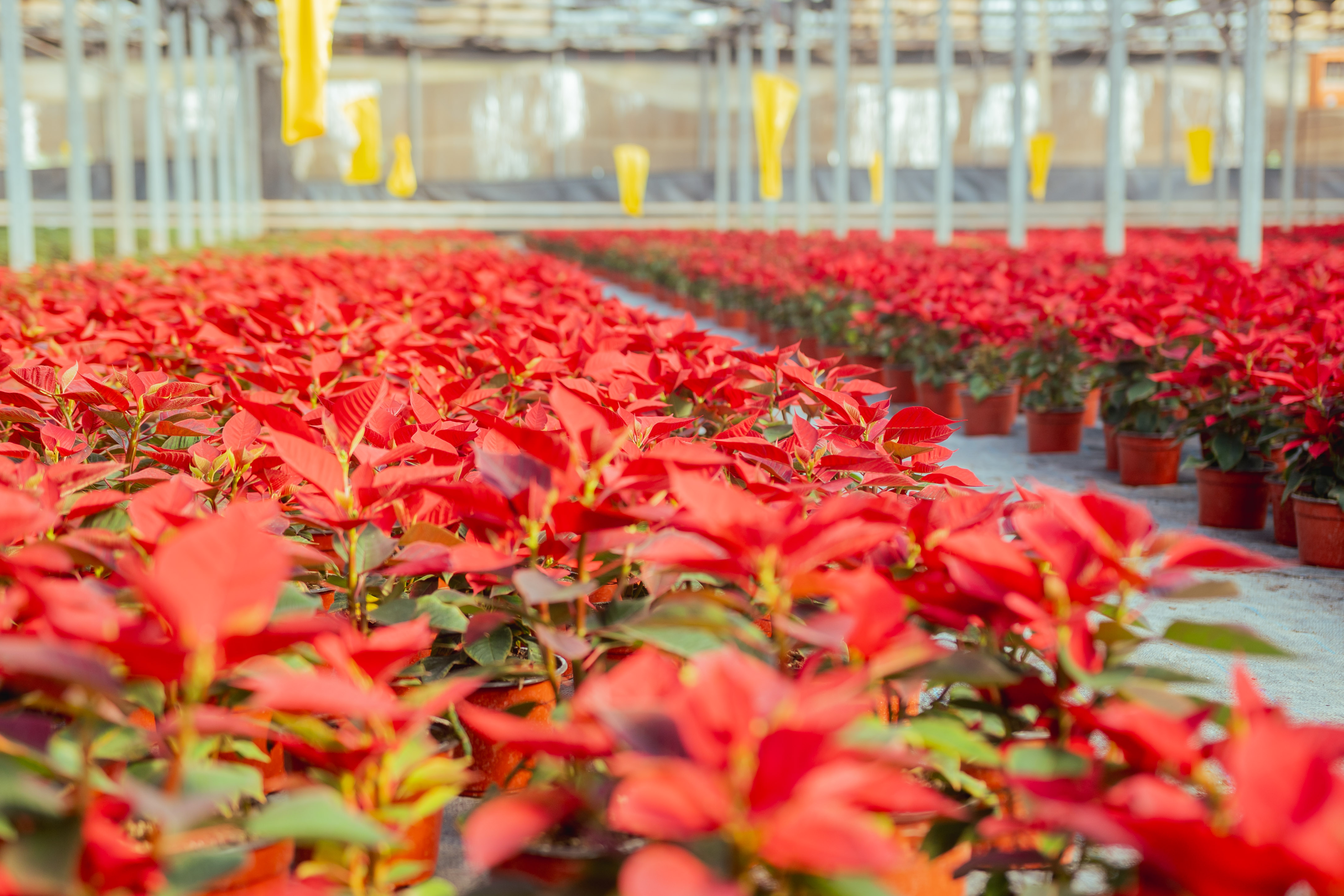 Rows of red poinsettia plants in orange pots inside a sunlit greenhouse.