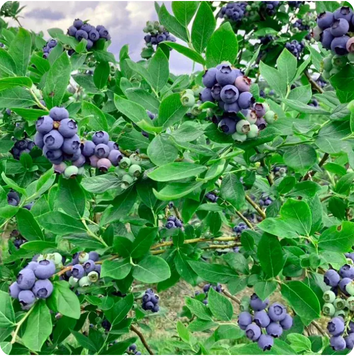 Clusters of ripe and unripe blueberries growing on green leafy bushes under a partly cloudy sky.