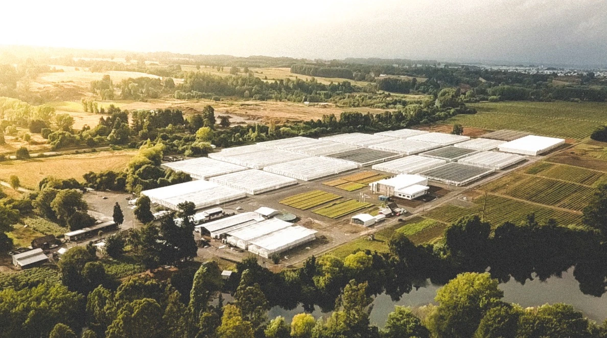 Osorno Greenhouses Hazelnuts