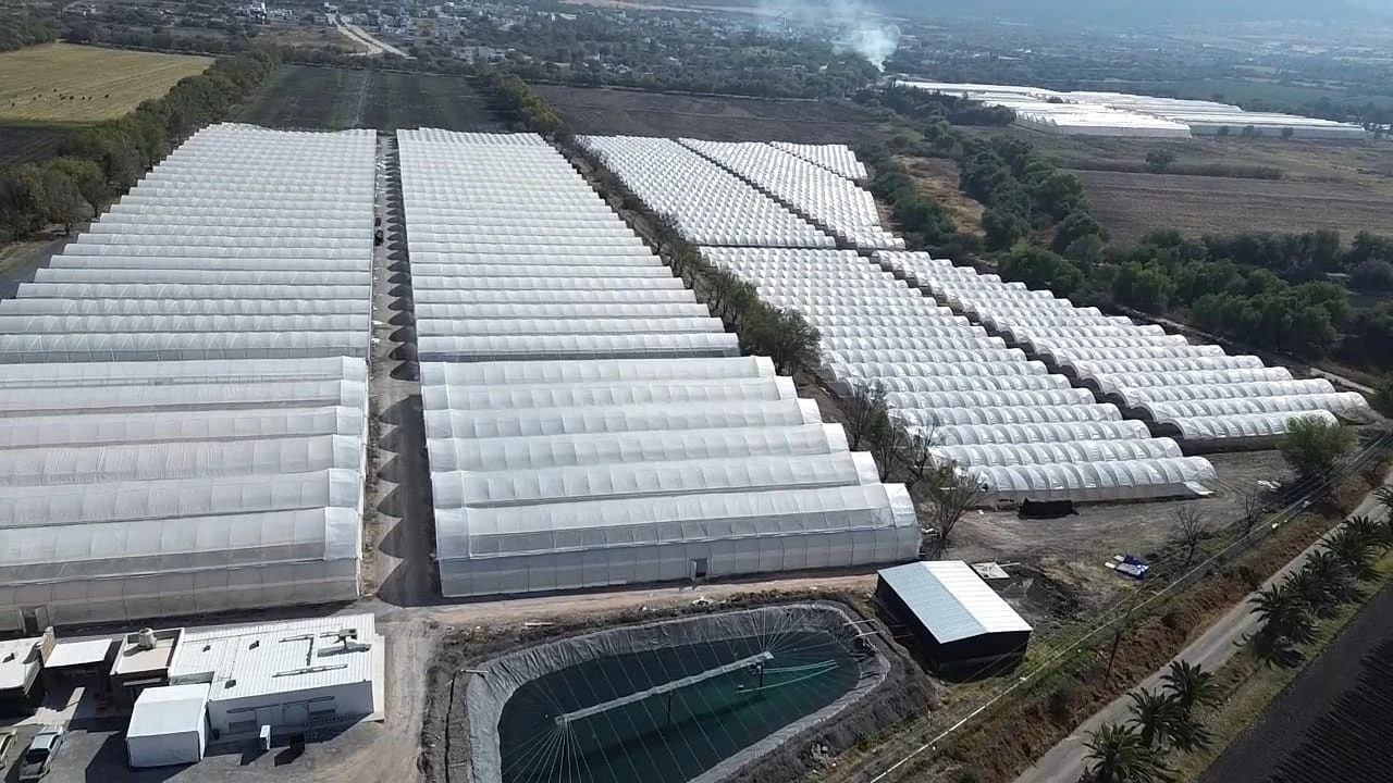 Mexico Greenhouses Bluberries