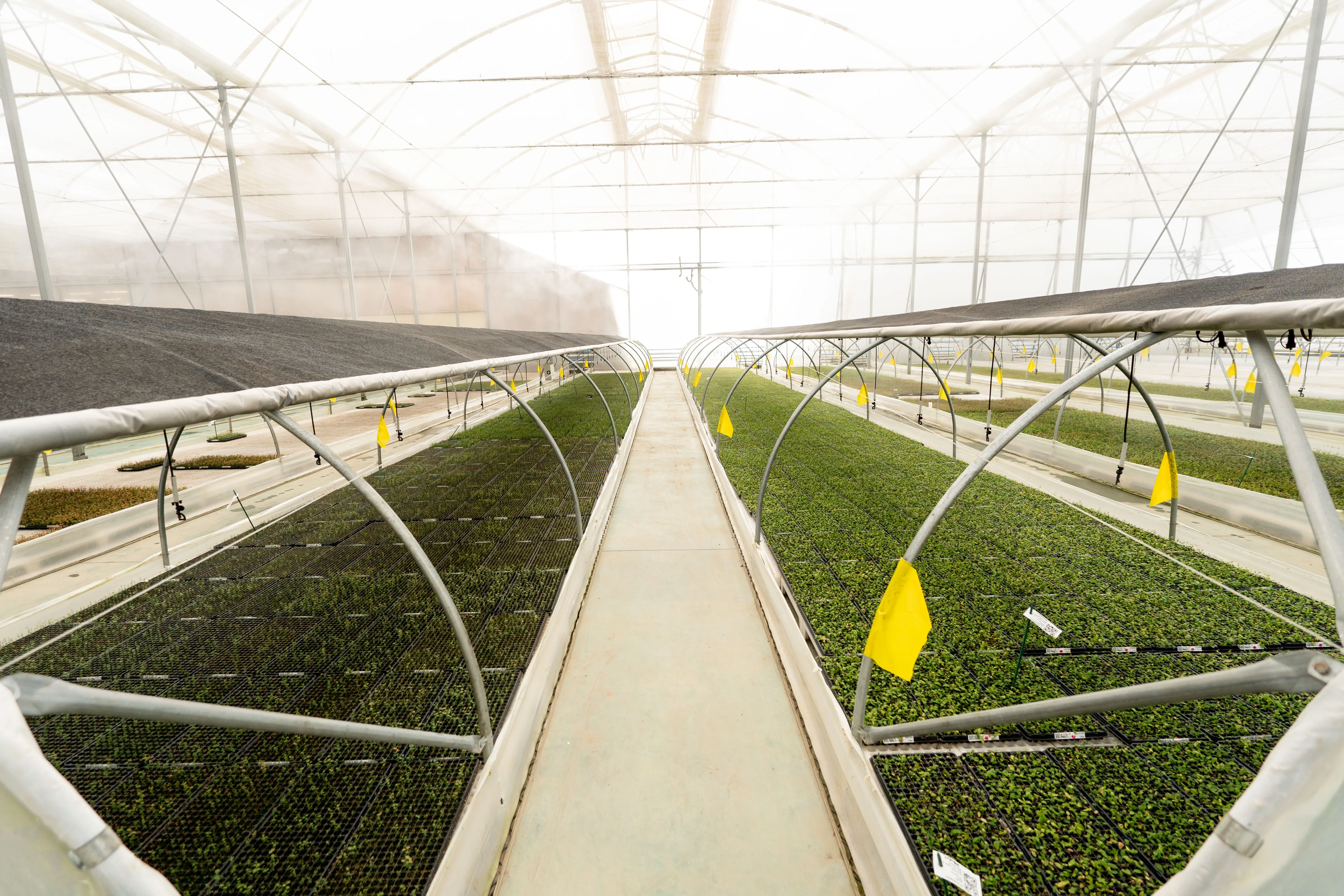 Wide agricultural field covered with white plastic mulch under a partly cloudy sky.