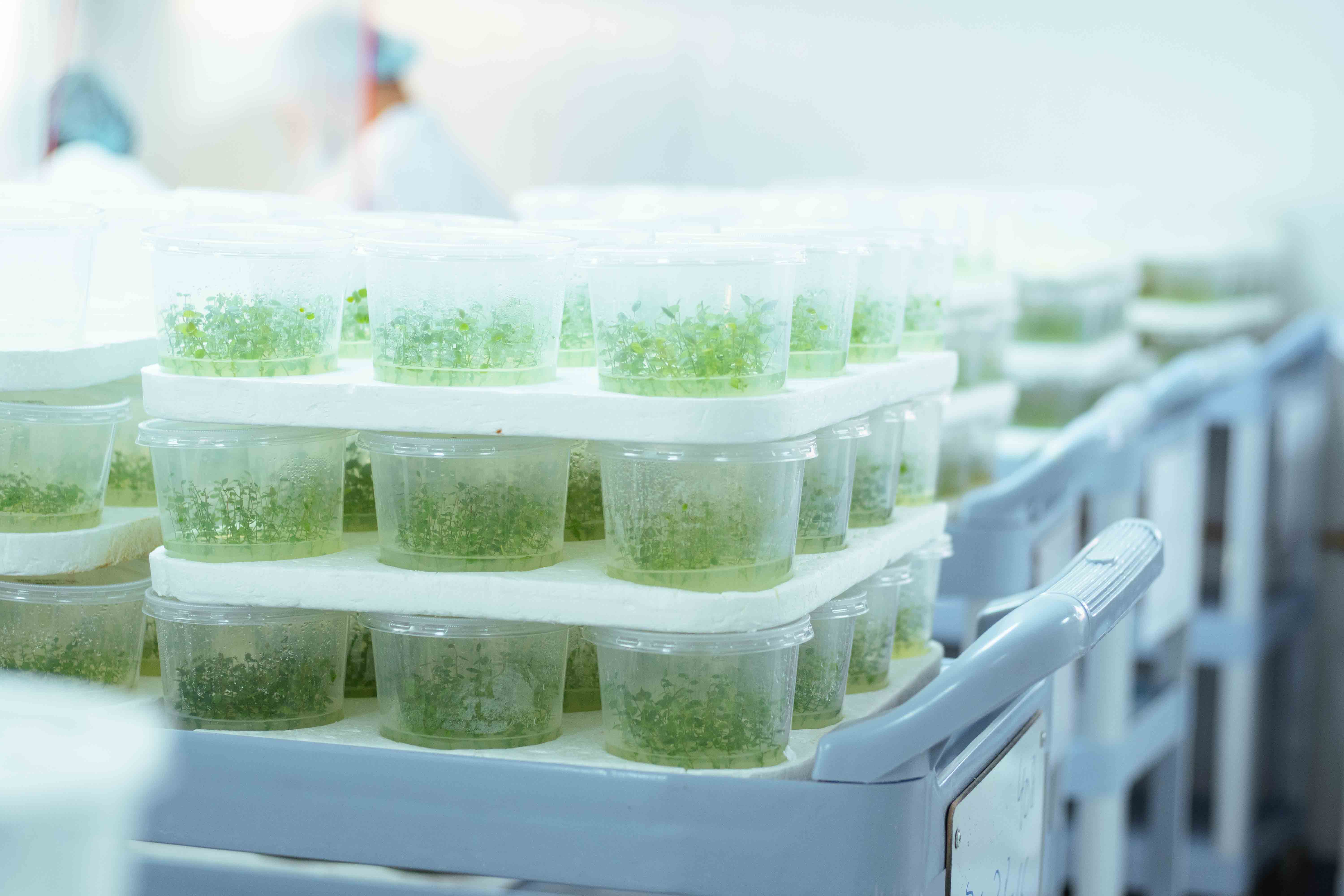 Aerial view of a green agricultural farm with rows of crops and a large solar panel installation in the background.