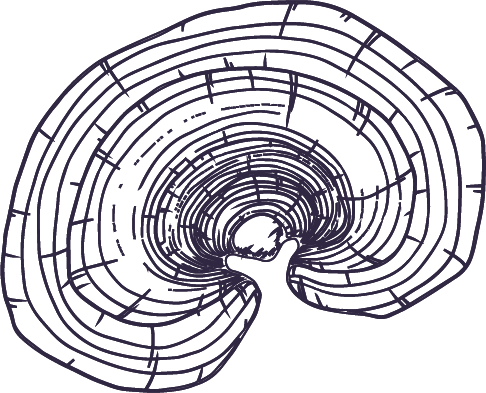 Reishi Extract Sketch