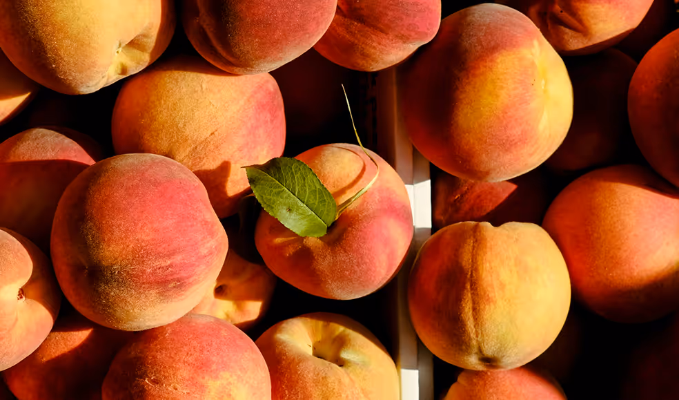 Close-up of several ripe peaches with fuzzy skin, one peach featuring a green leaf on top.