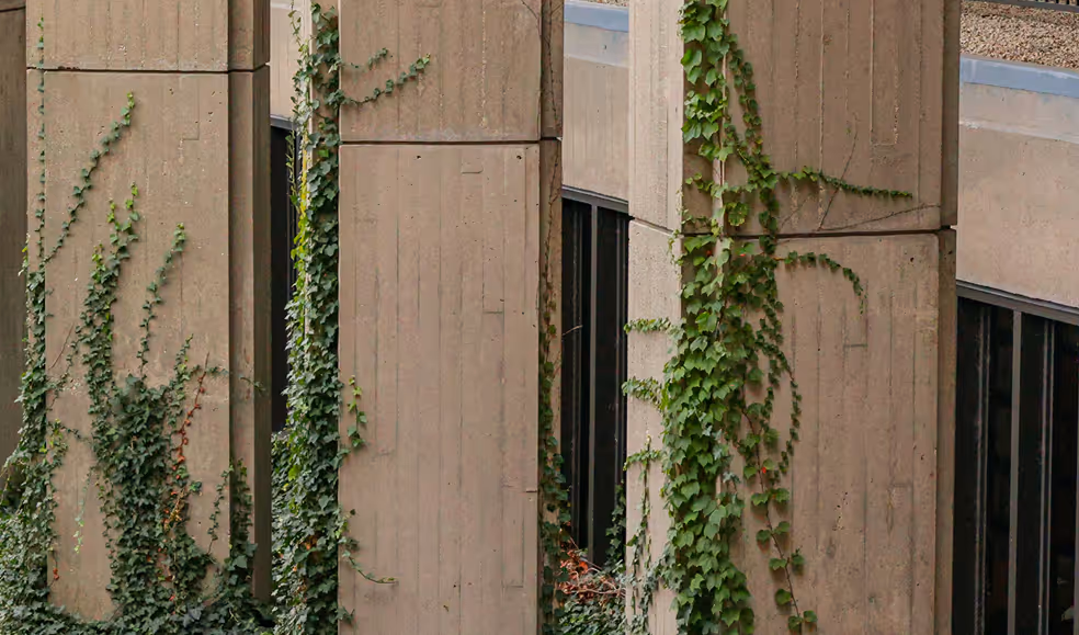 Concrete building pillars partially covered with green ivy vines.