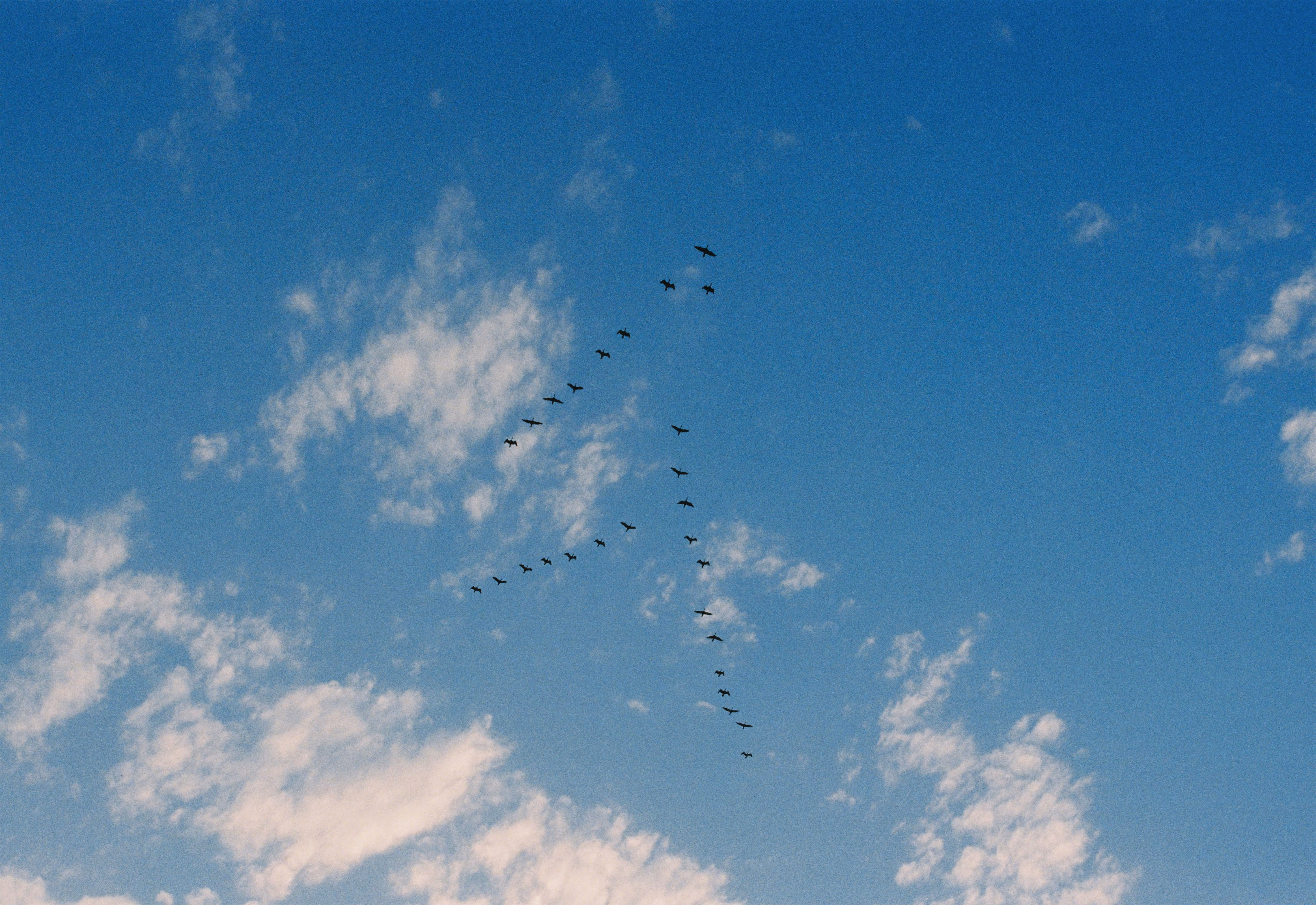 A flock of birds flying in a V formation against a blue sky with scattered white clouds.