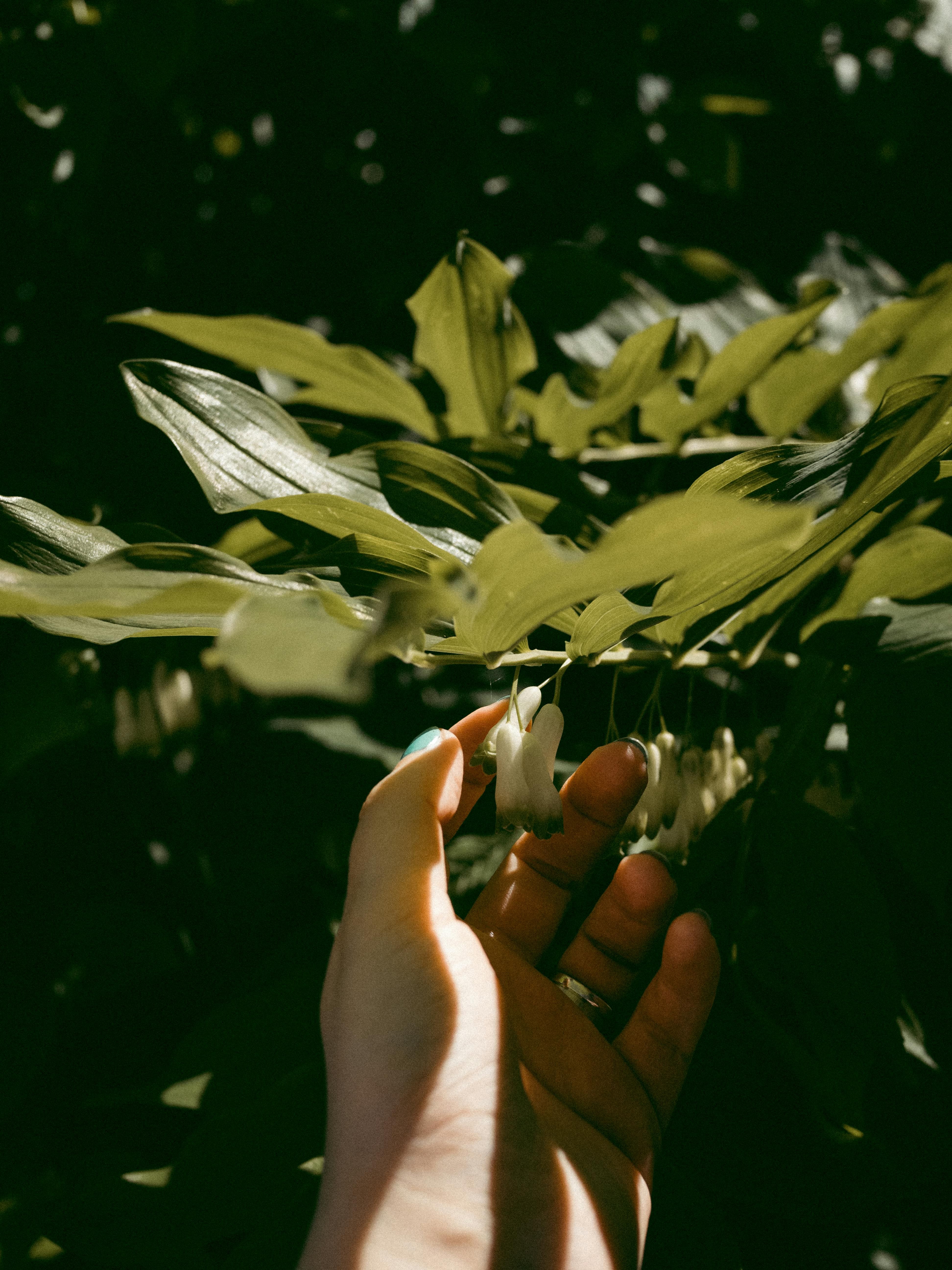 Hand gently touching small white hanging flowers among green leaves in soft natural light.