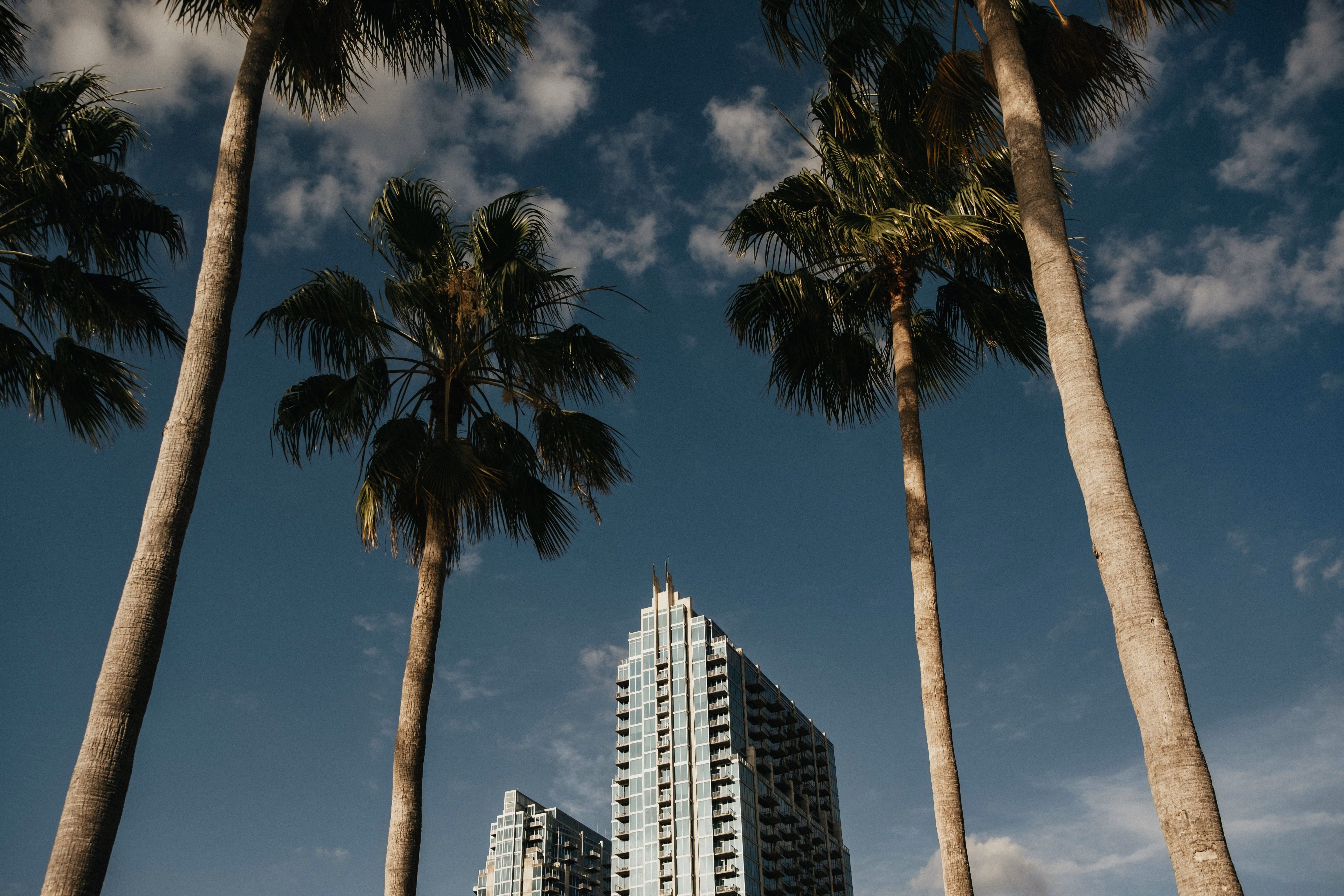 Tall palm trees framing modern glass skyscrapers under a partly cloudy blue sky.