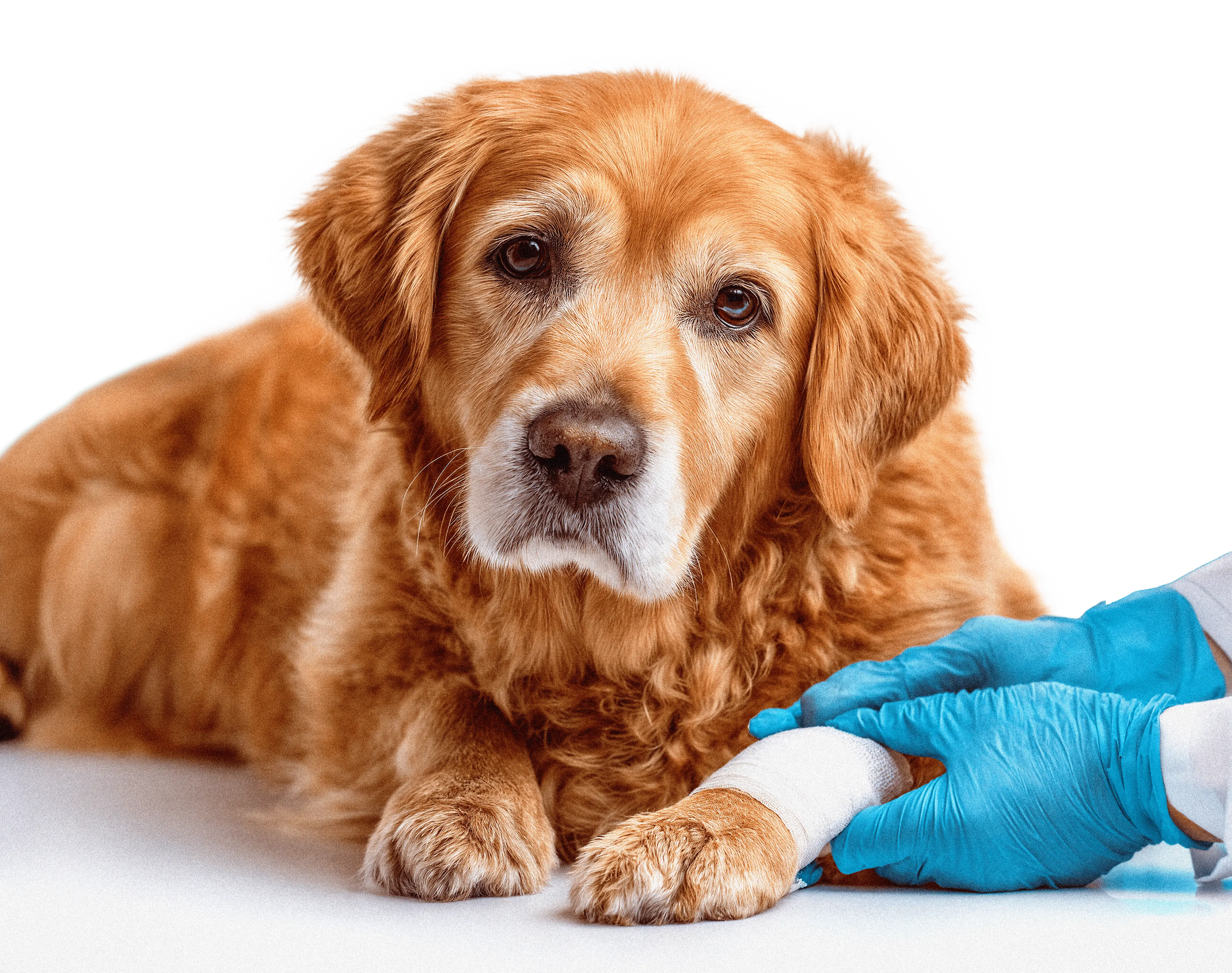 Perro Golden emergencia