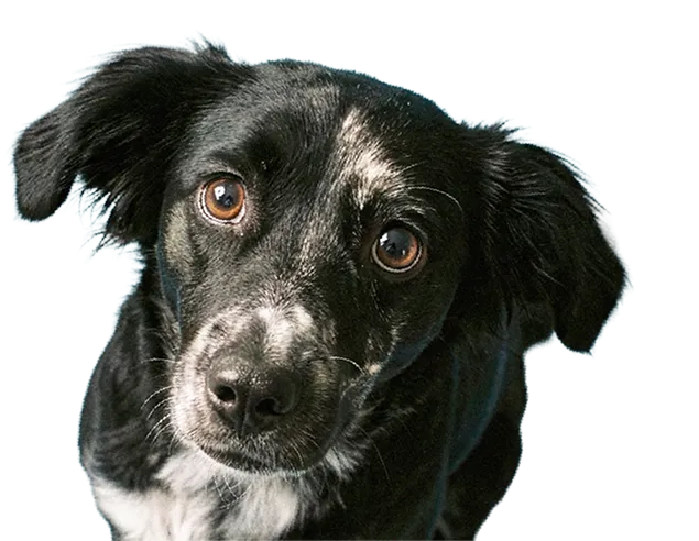 Perrito Pata Amiga