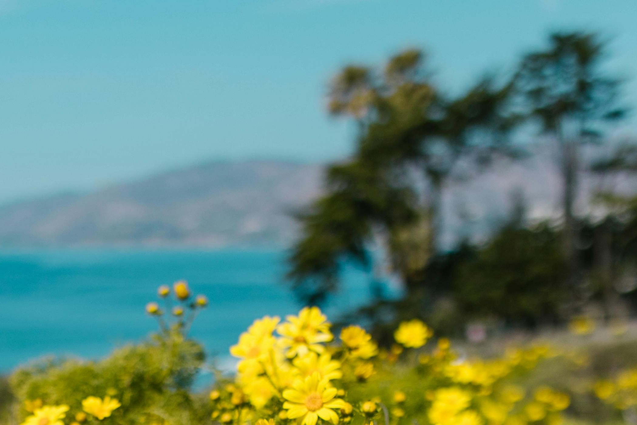 Bright yellow flowers in the foreground with a blurred background of water, distant hills, and trees.