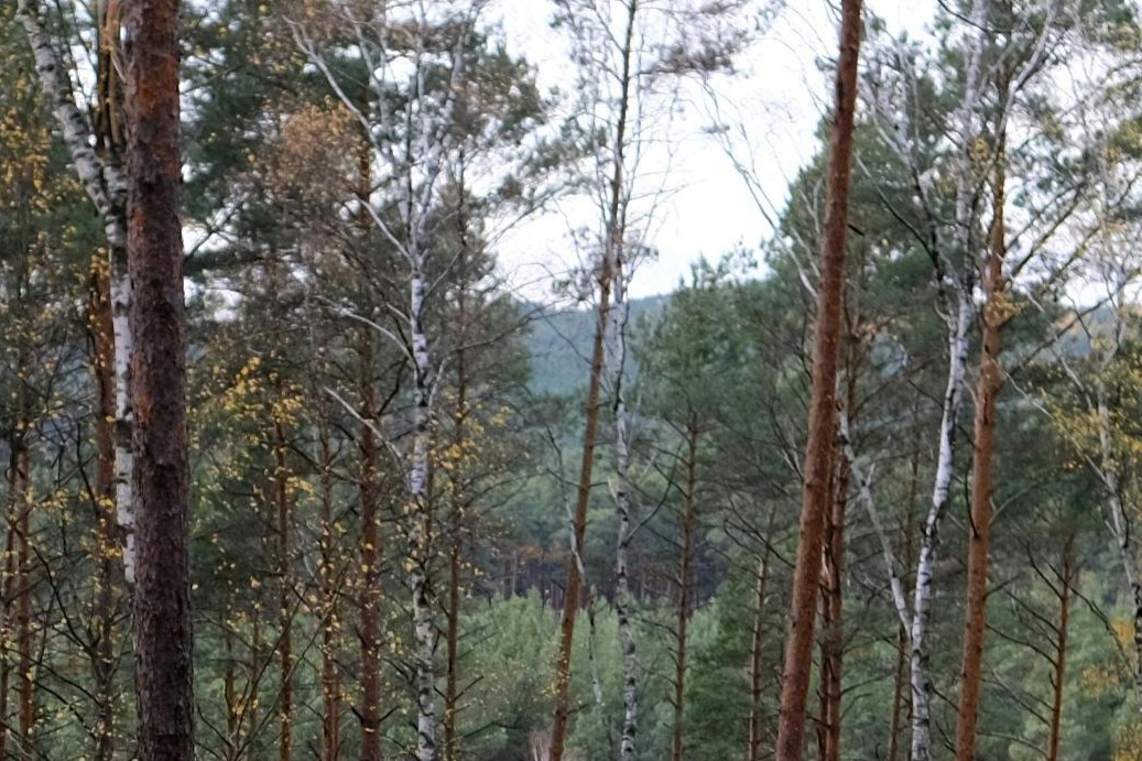 Dense forest with tall pine and birch trees showing some yellow autumn leaves and a mountain in the background under an overcast sky.