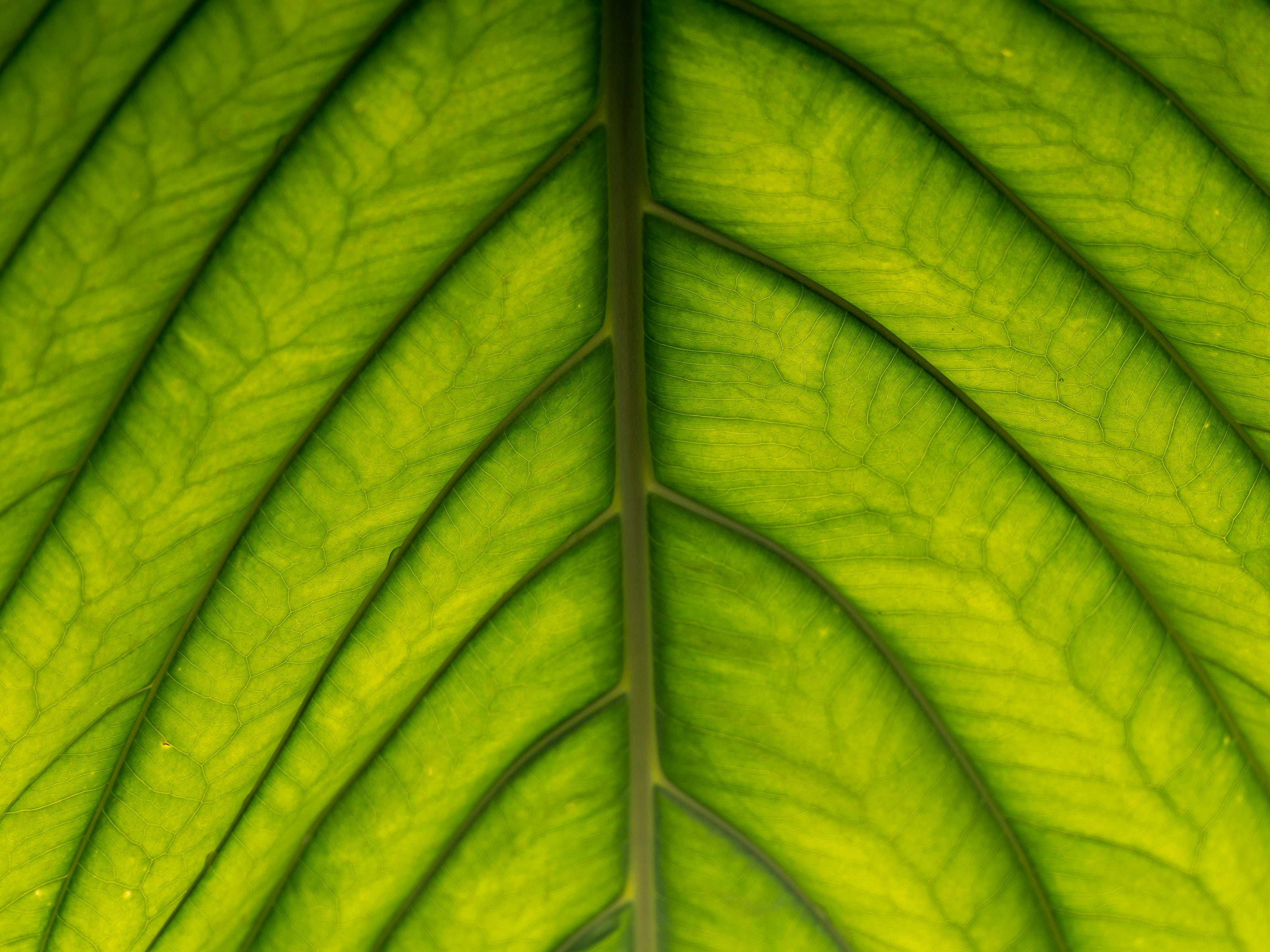 Level ( I ) is open to anyone who feels called to learn the art of space holding and frequency medicine.