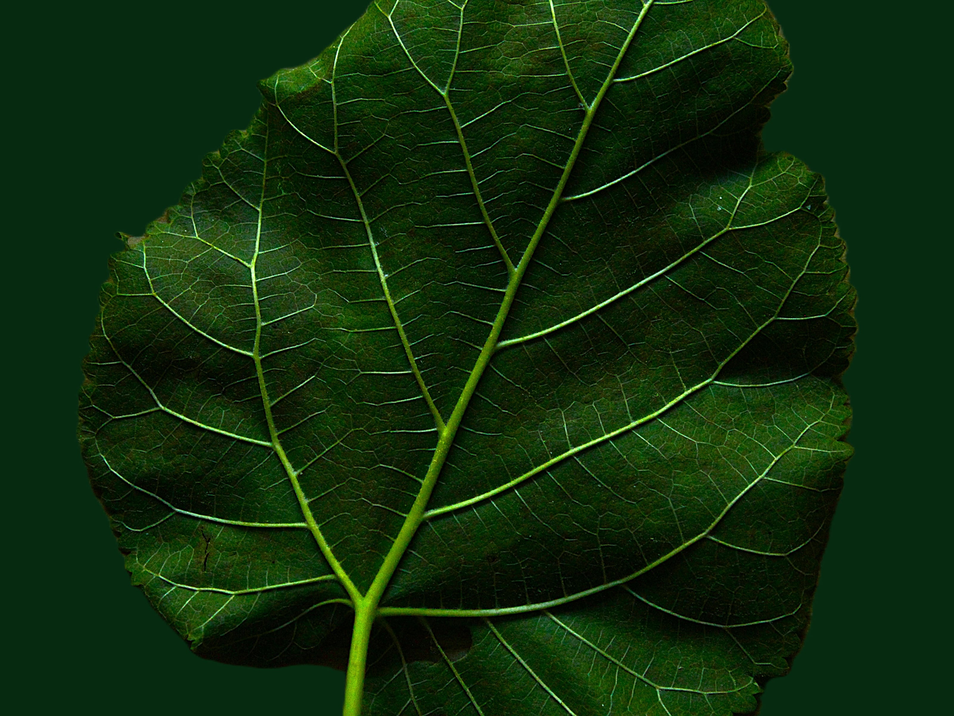 Teacher Training Level ( II ) bridges the gap between learning the method and embodying it as a facilitator. This advanced intensive focuses on the practical art of guiding groups through breathwork, with hands-on facilitation experience, real-time feedback, and refinement of your unique teaching voice.