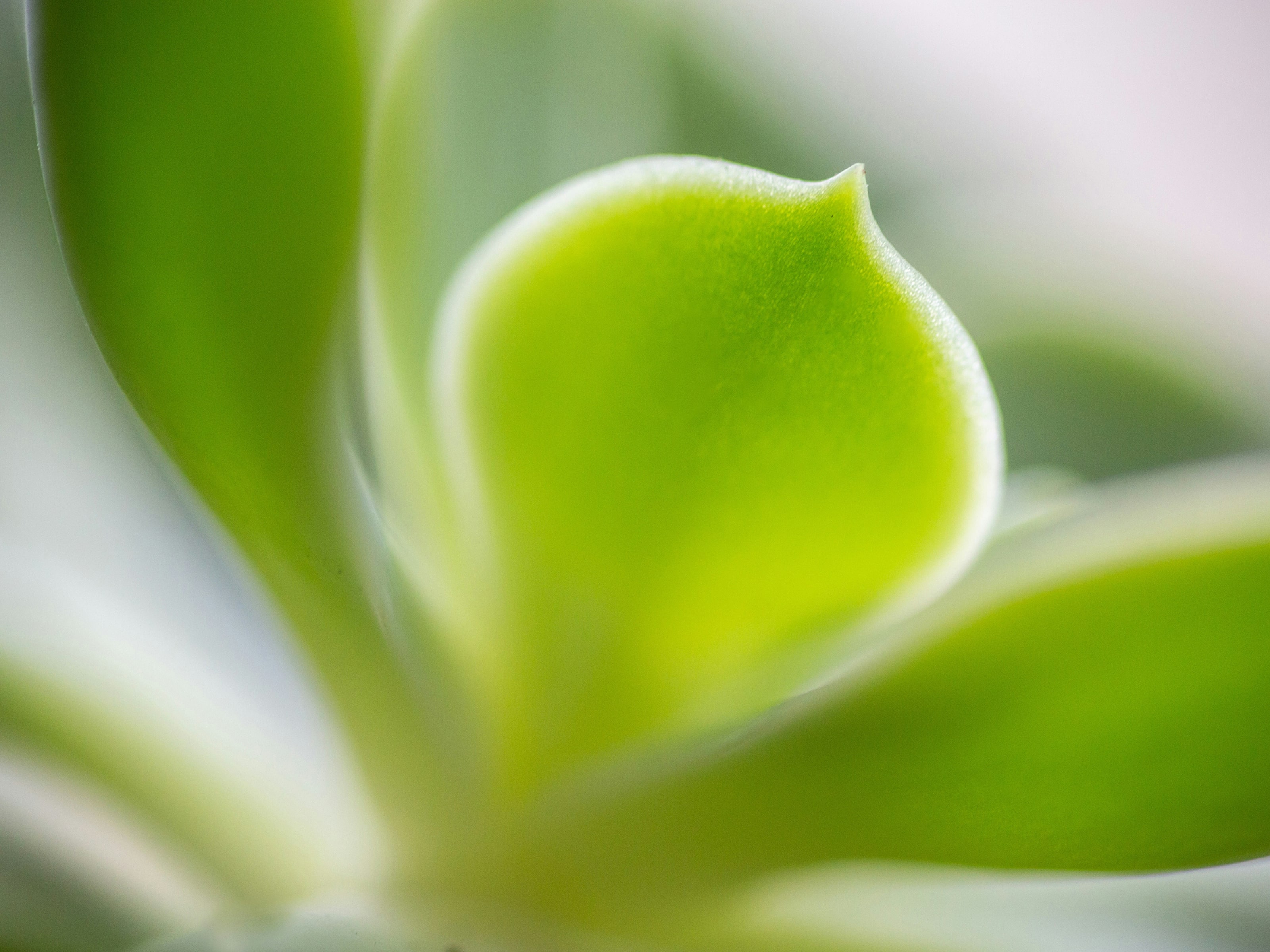 Level 3 represents the deepest dive into breathwork as consciousness medicine—bridging cutting-edge research with ancient sacred geometry to understand breathwork as a technology for elevating human frequency and planetary healing.